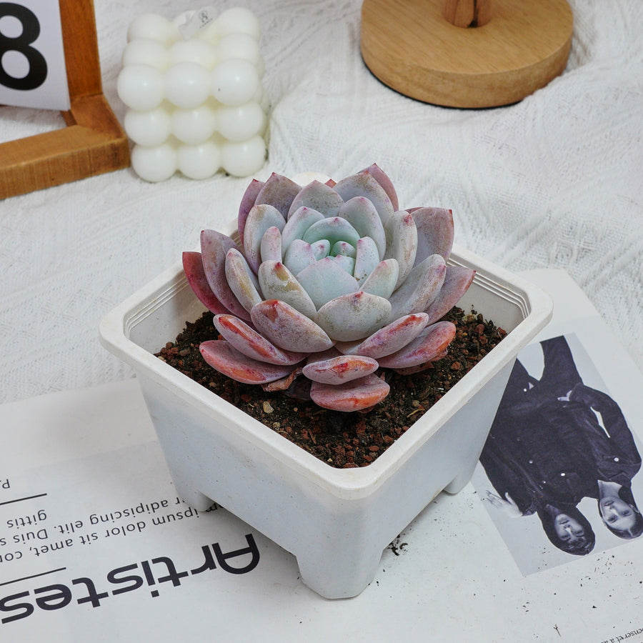 5'' Echeveria Milk Cap, Rare Live Succulent Plants