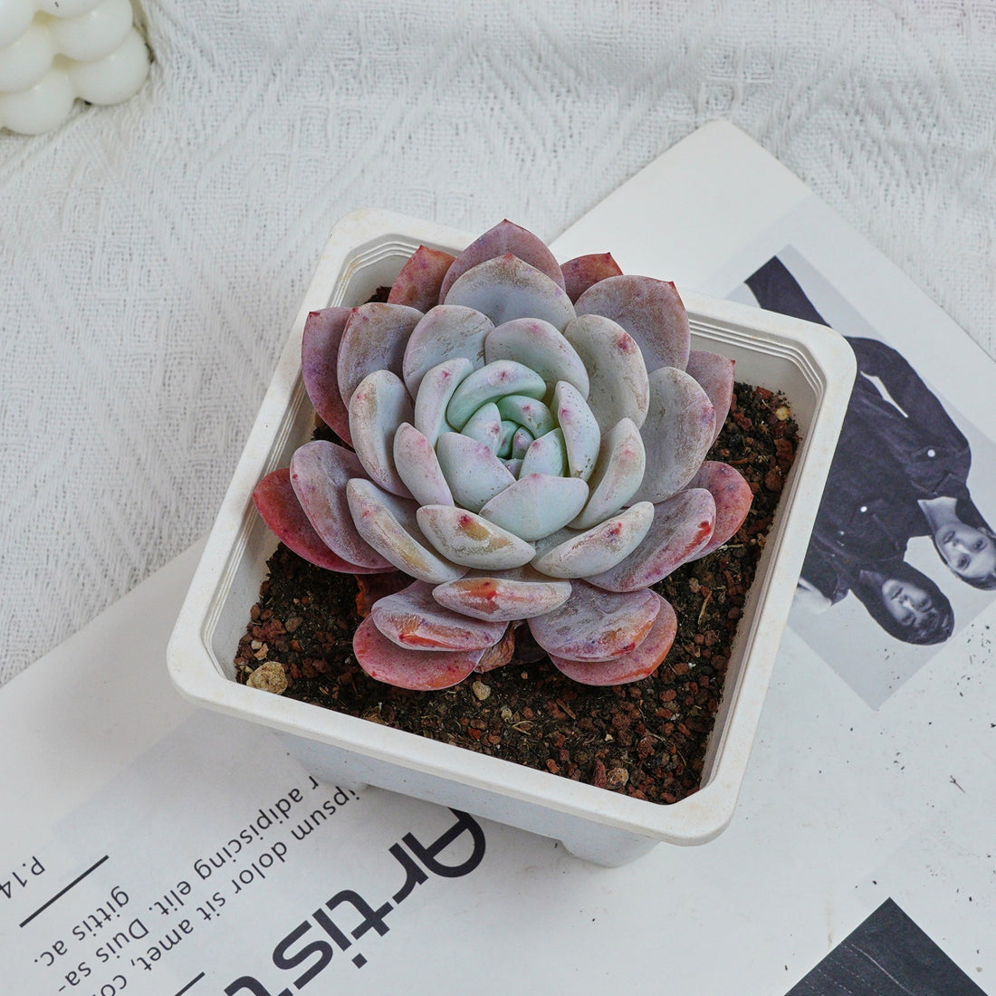 5'' Echeveria Milk Cap, Rare Live Succulent Plants