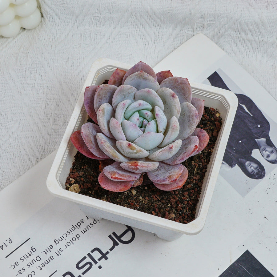 5'' Echeveria Milk Cap, Rare Live Succulent Plants