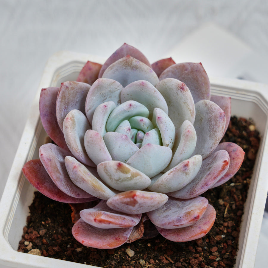 5'' Echeveria Milk Cap, Rare Live Succulent Plants