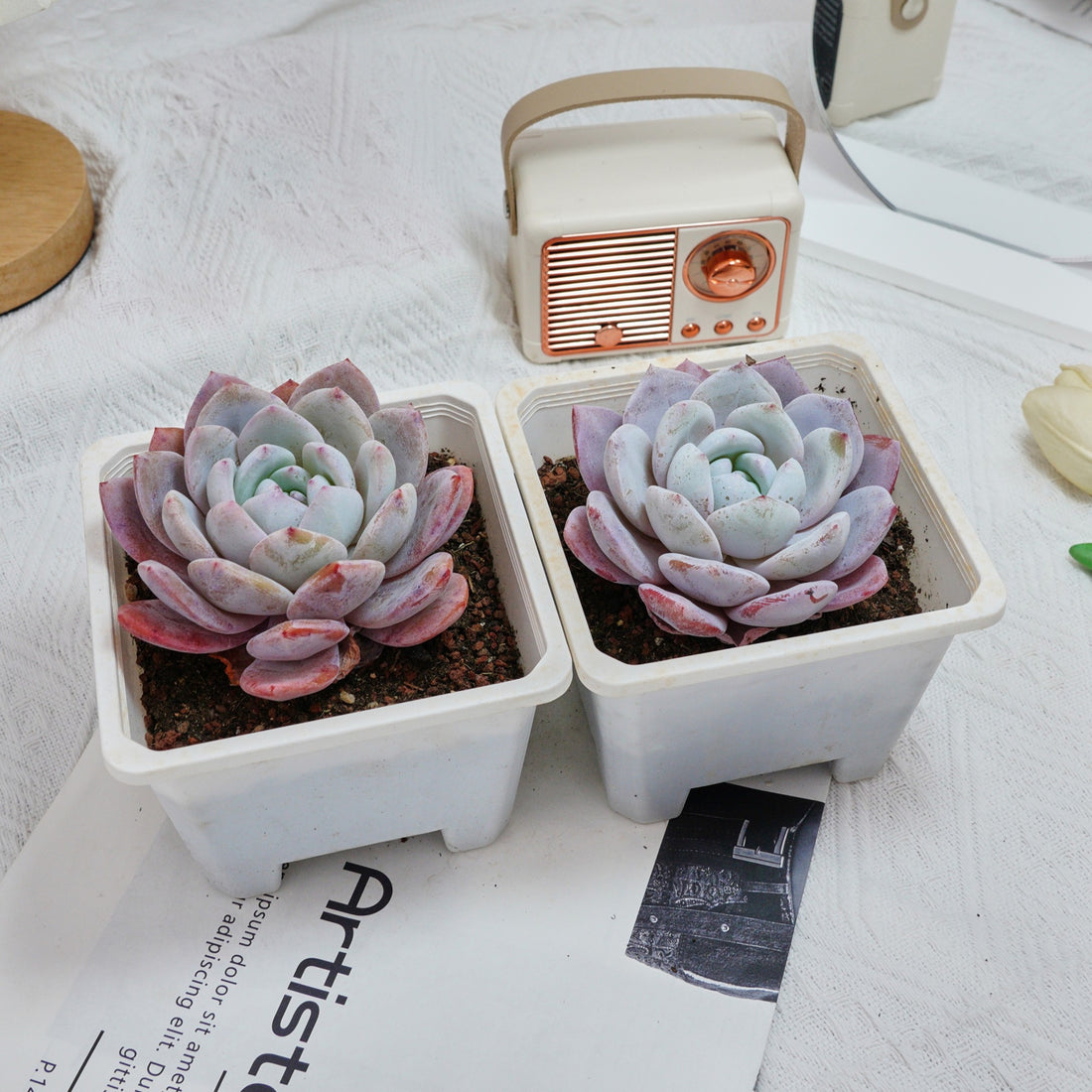 5'' Echeveria Milk Cap, Rare Live Succulent Plants