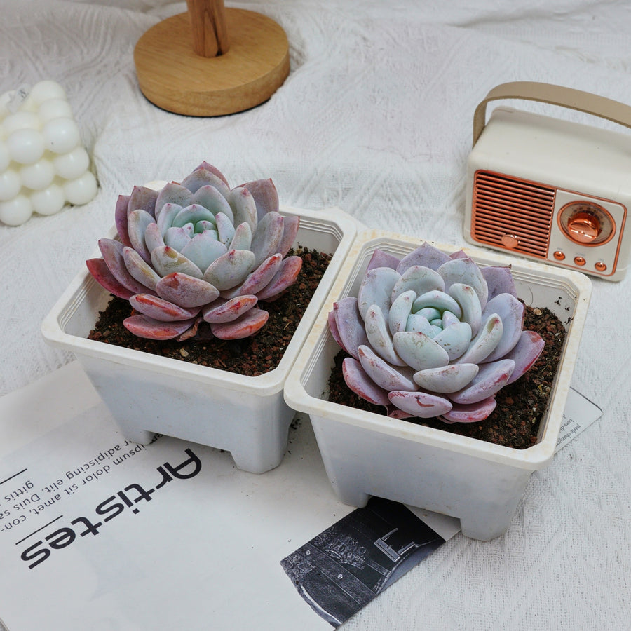 5'' Echeveria Milk Cap, Rare Live Succulent Plants