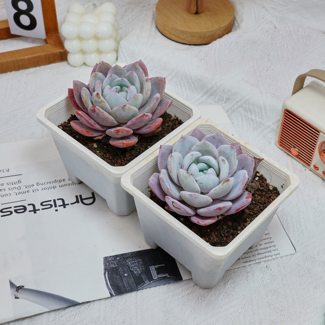 5'' Echeveria Milk Cap, Rare Live Succulent Plants