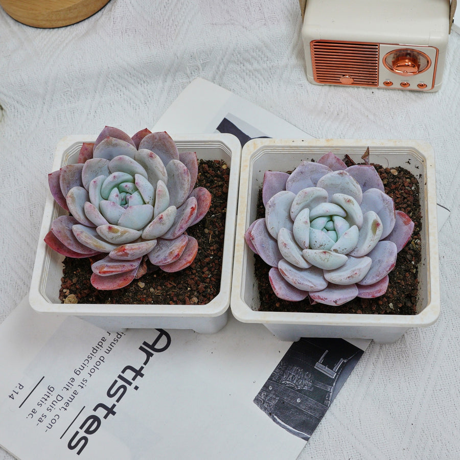 5'' Echeveria Milk Cap, Rare Live Succulent Plants