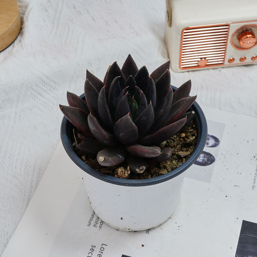 5'' Echeveria Black Knight, Rare Live Succulent Plants