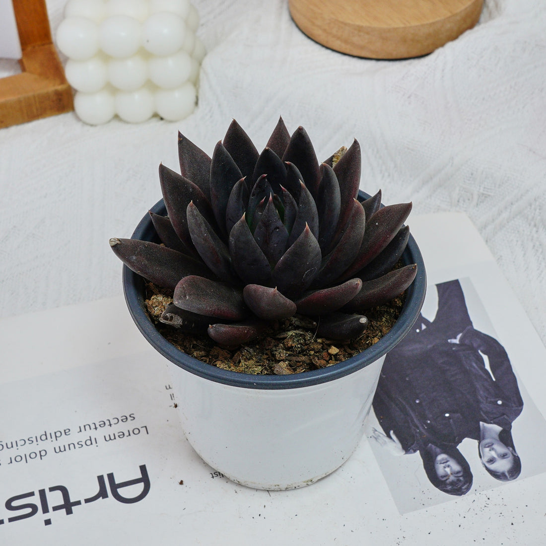 5'' Echeveria Black Knight, Rare Live Succulent Plants