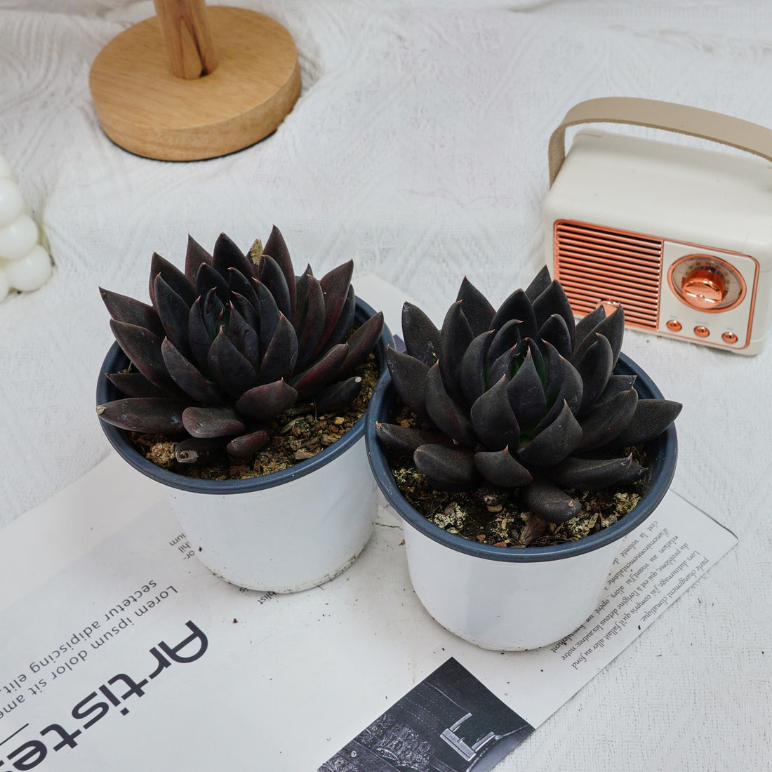 5'' Echeveria Black Knight, Rare Live Succulent Plants