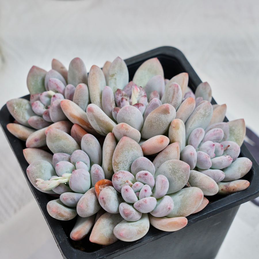 pachyveria succulent 6'' Pachyveria Frevel, Rare Live Succulent Plants – cocosucculent