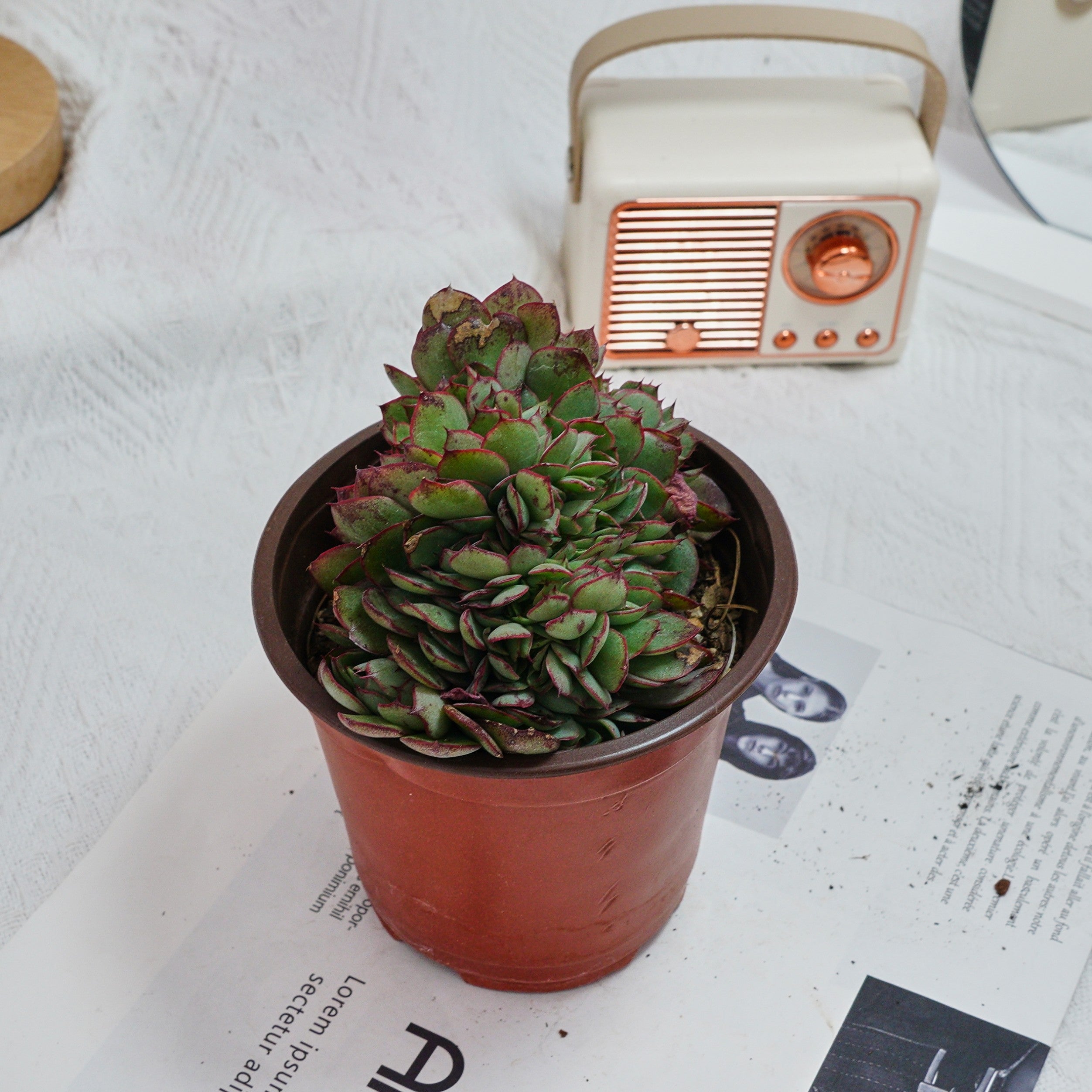 5'' Echeveria Yangjin Crested, Rare Live Succulent Plants – cocosucculent