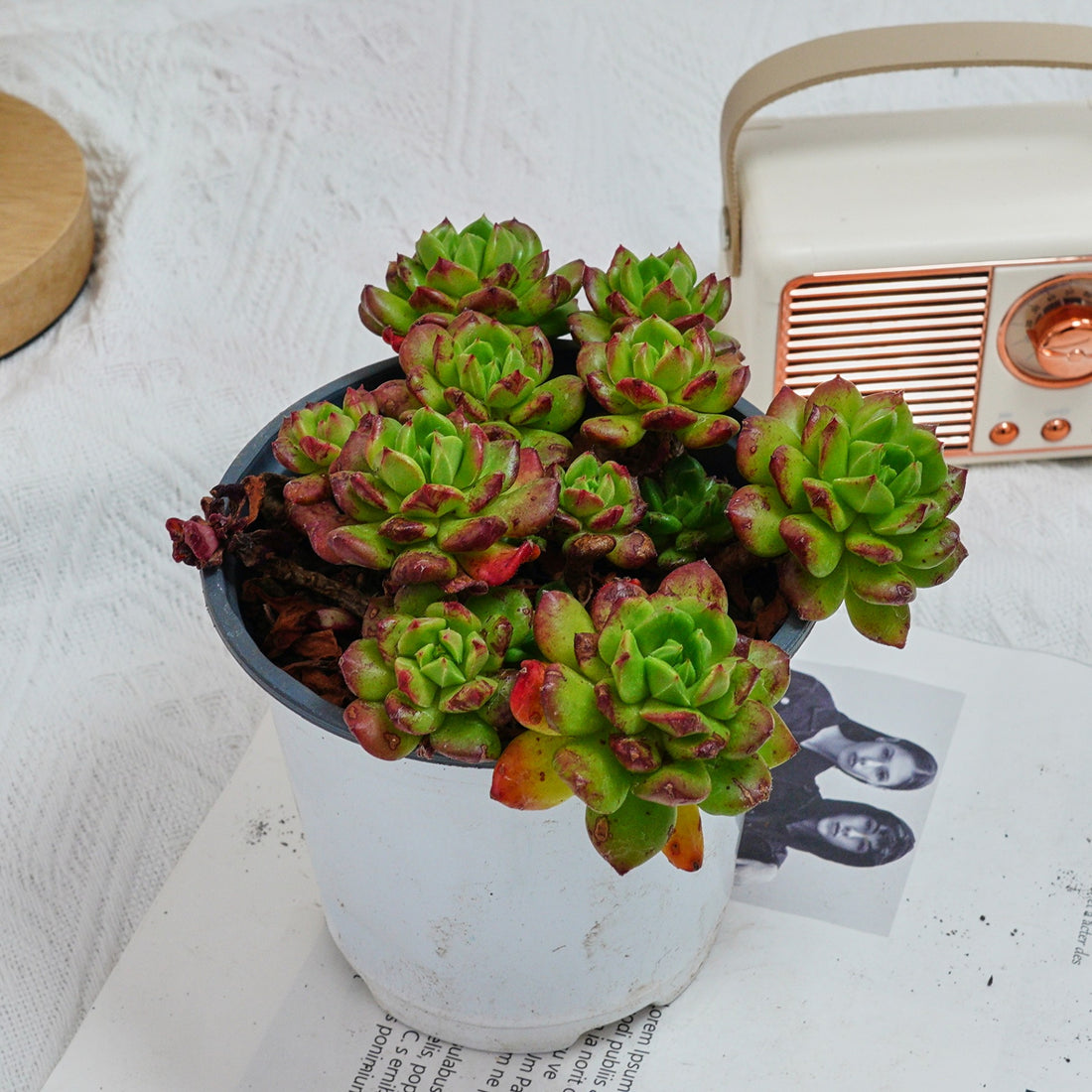 5'' Echeveria Lantern, Rare Live Succulent Plants
