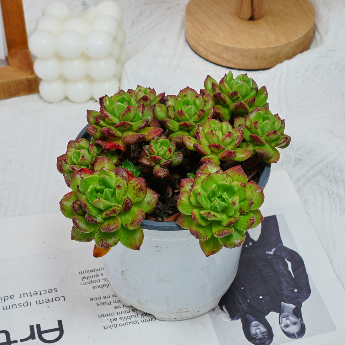 5'' Echeveria Lantern, Rare Live Succulent Plants