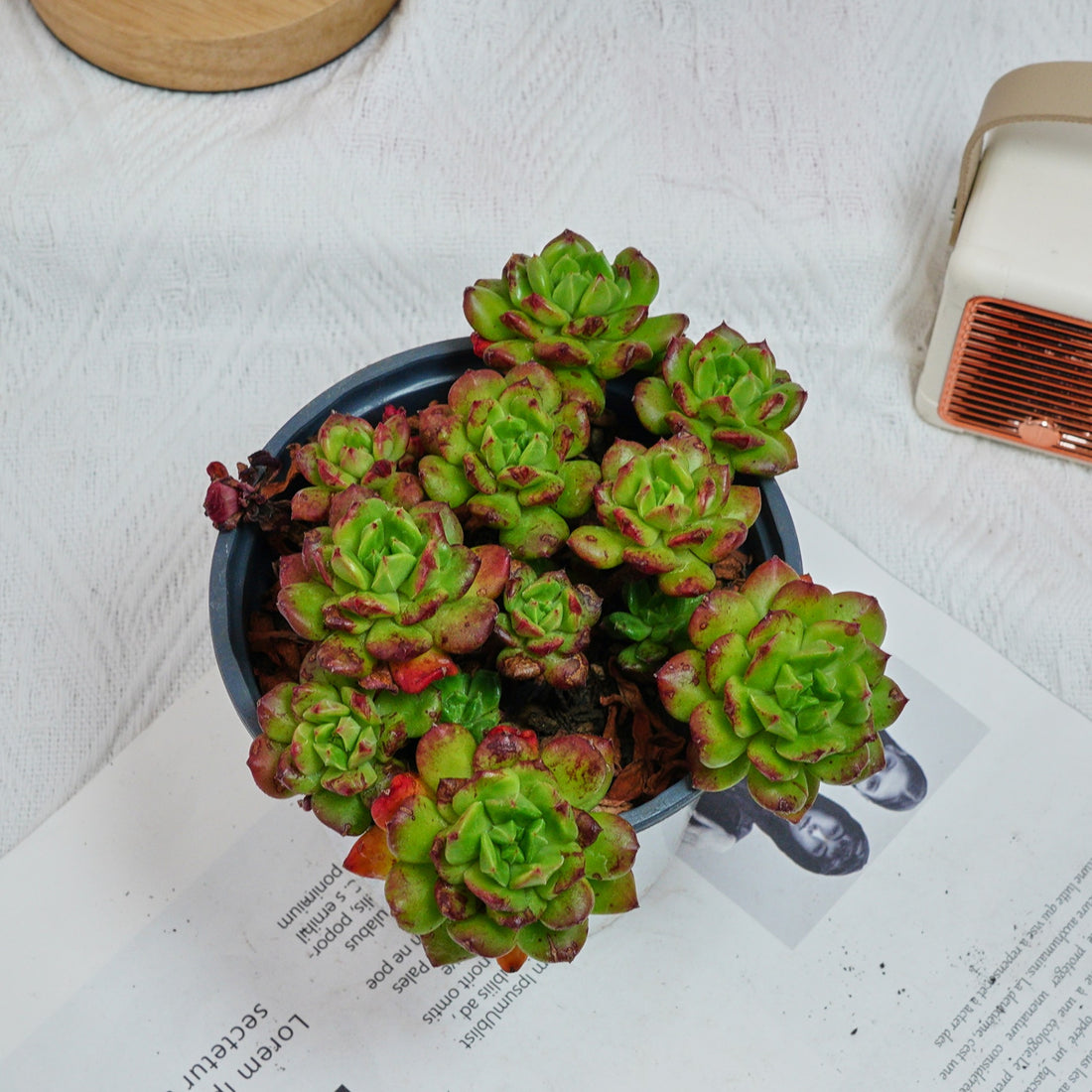 5'' Echeveria Lantern, Rare Live Succulent Plants