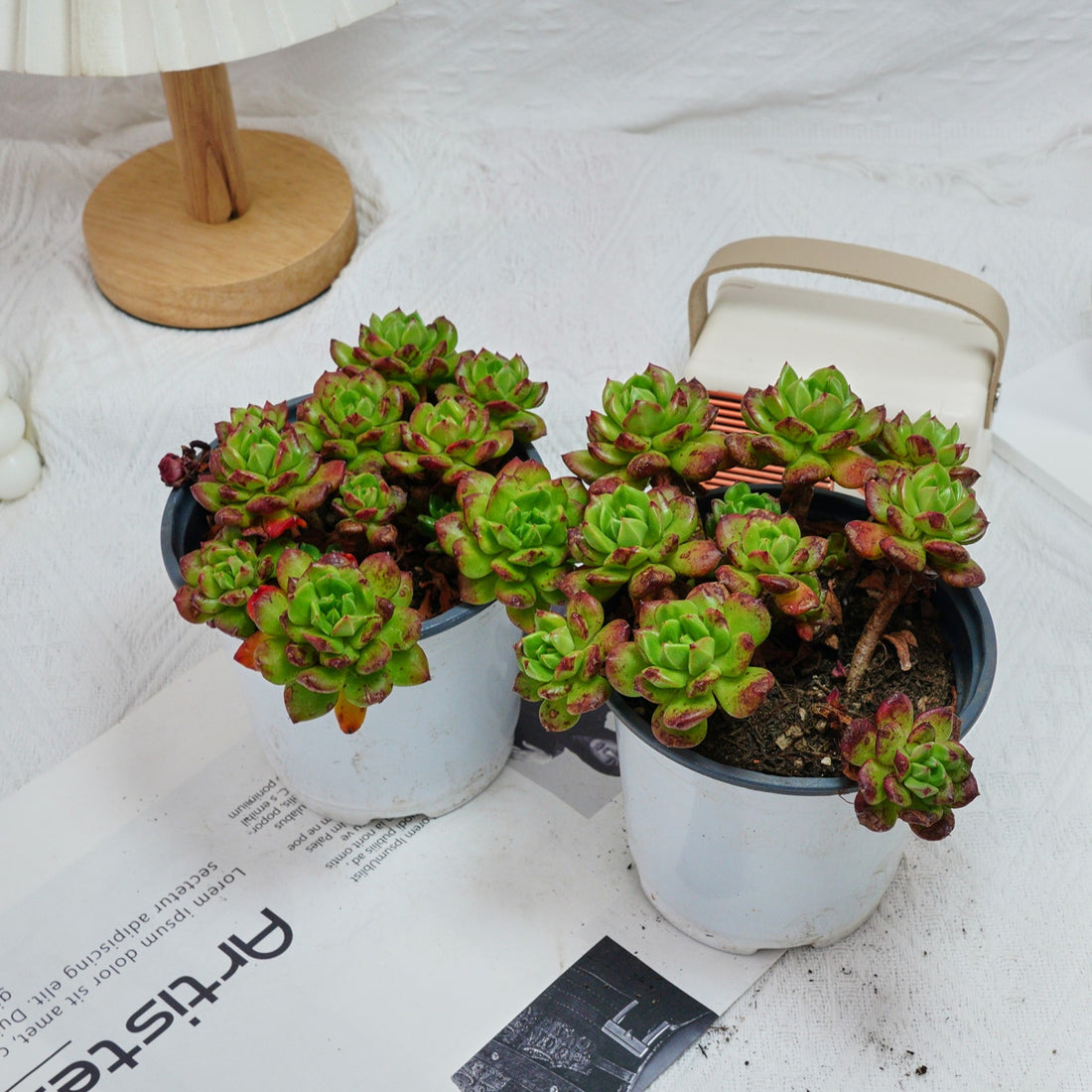 5'' Echeveria Lantern, Rare Live Succulent Plants