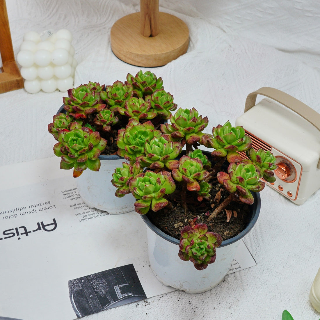 5'' Echeveria Lantern, Rare Live Succulent Plants