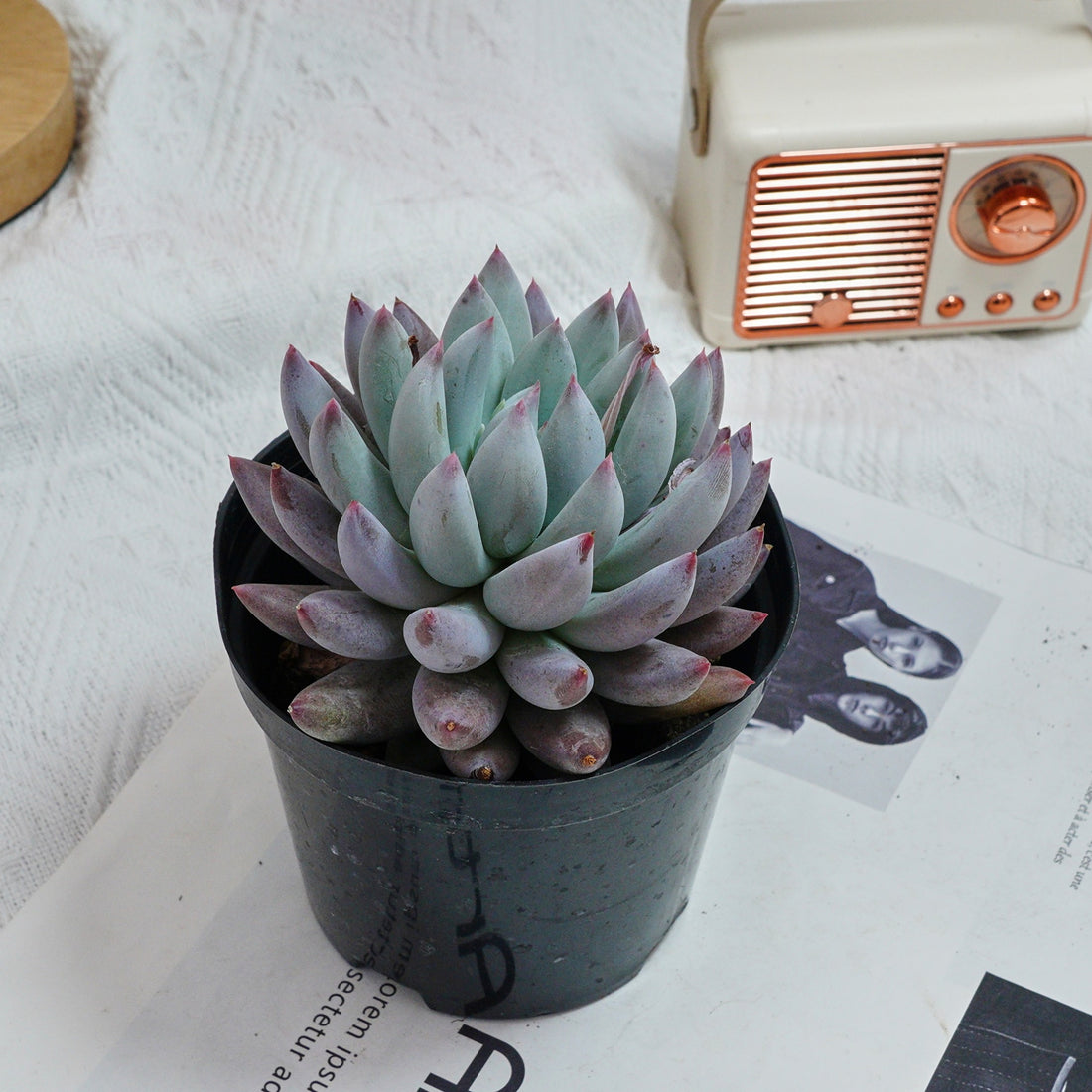 5'' Echeveria Angel Fingers, Rare Live Succulent Plants