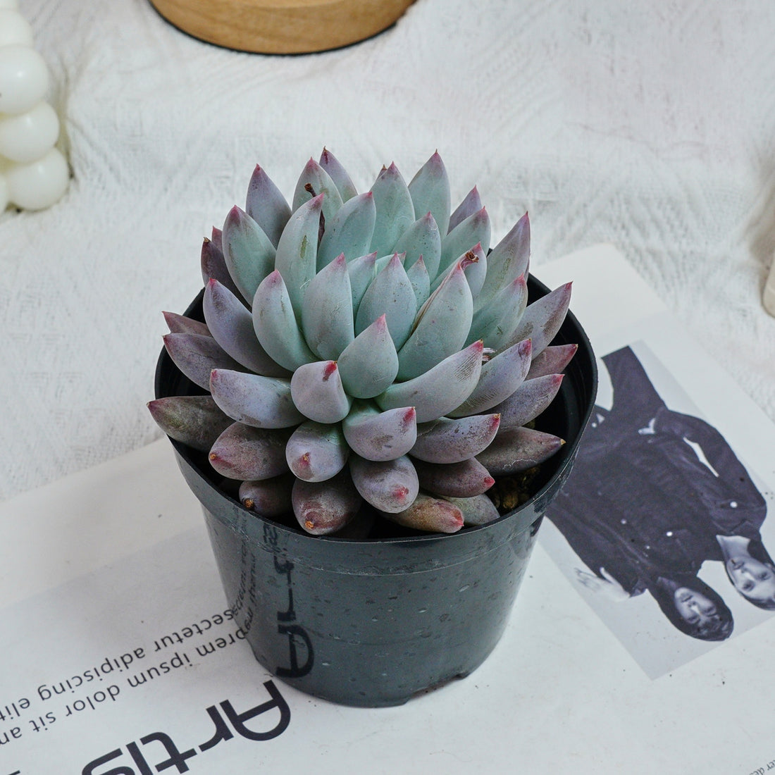 5'' Echeveria Angel Fingers, Rare Live Succulent Plants