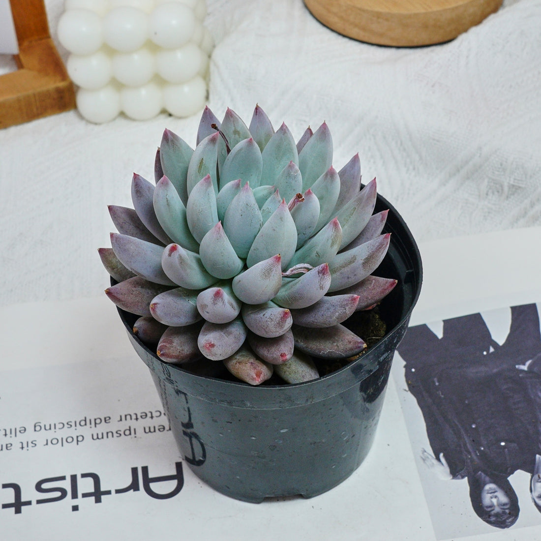 5'' Echeveria Angel Fingers, Rare Live Succulent Plants