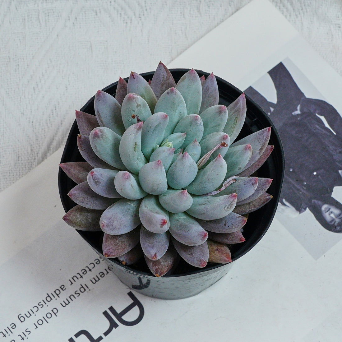 5'' Echeveria Angel Fingers, Rare Live Succulent Plants