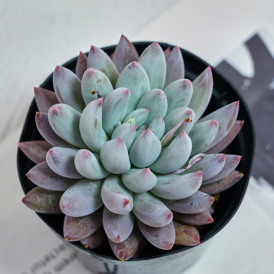 5'' Echeveria Angel Fingers, Rare Live Succulent Plants