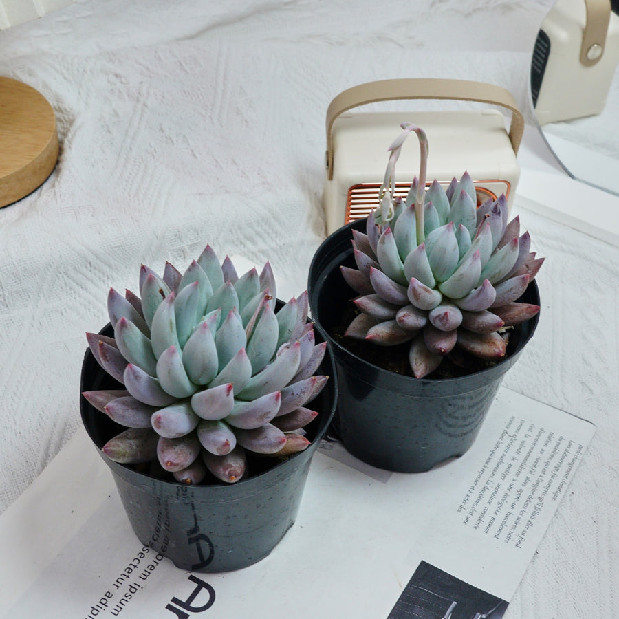 5'' Echeveria Angel Fingers, Rare Live Succulent Plants