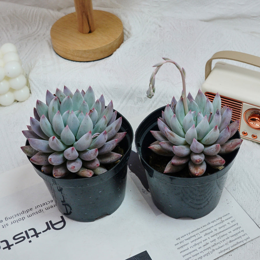 5'' Echeveria Angel Fingers, Rare Live Succulent Plants