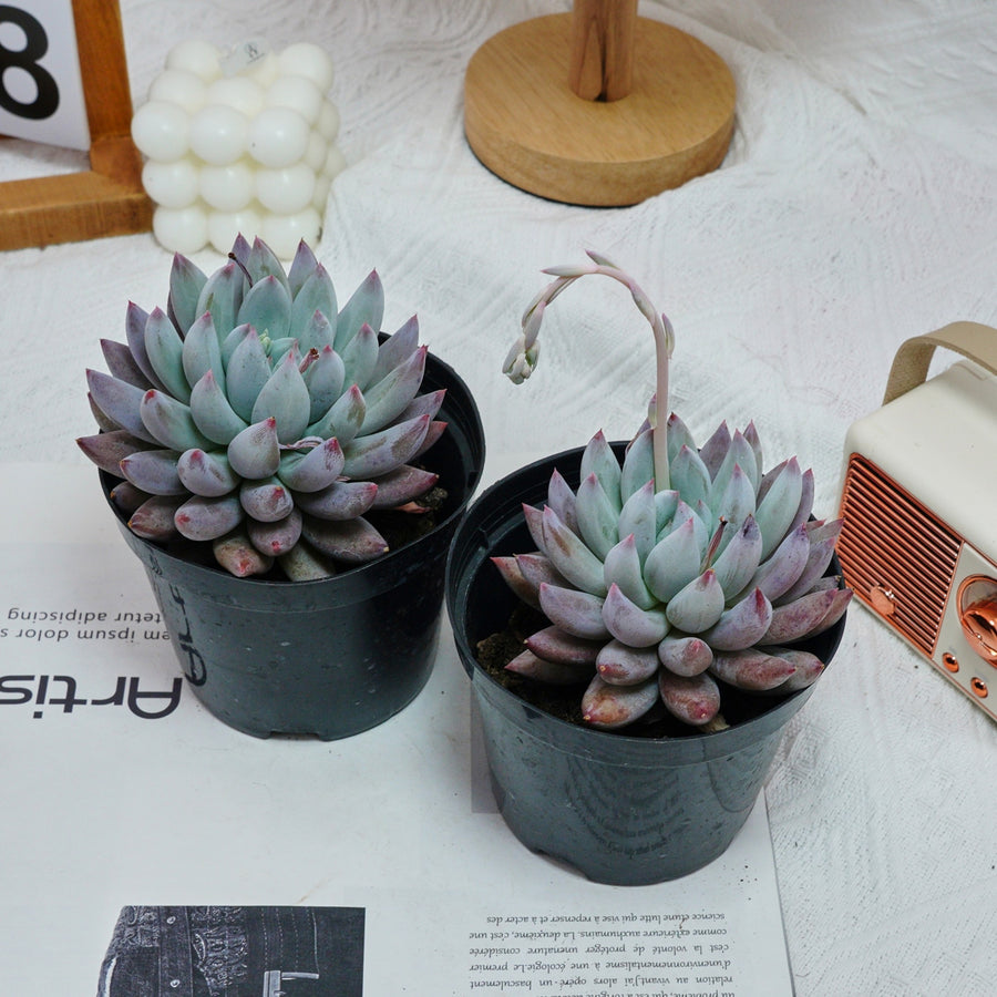 5'' Echeveria Angel Fingers, Rare Live Succulent Plants