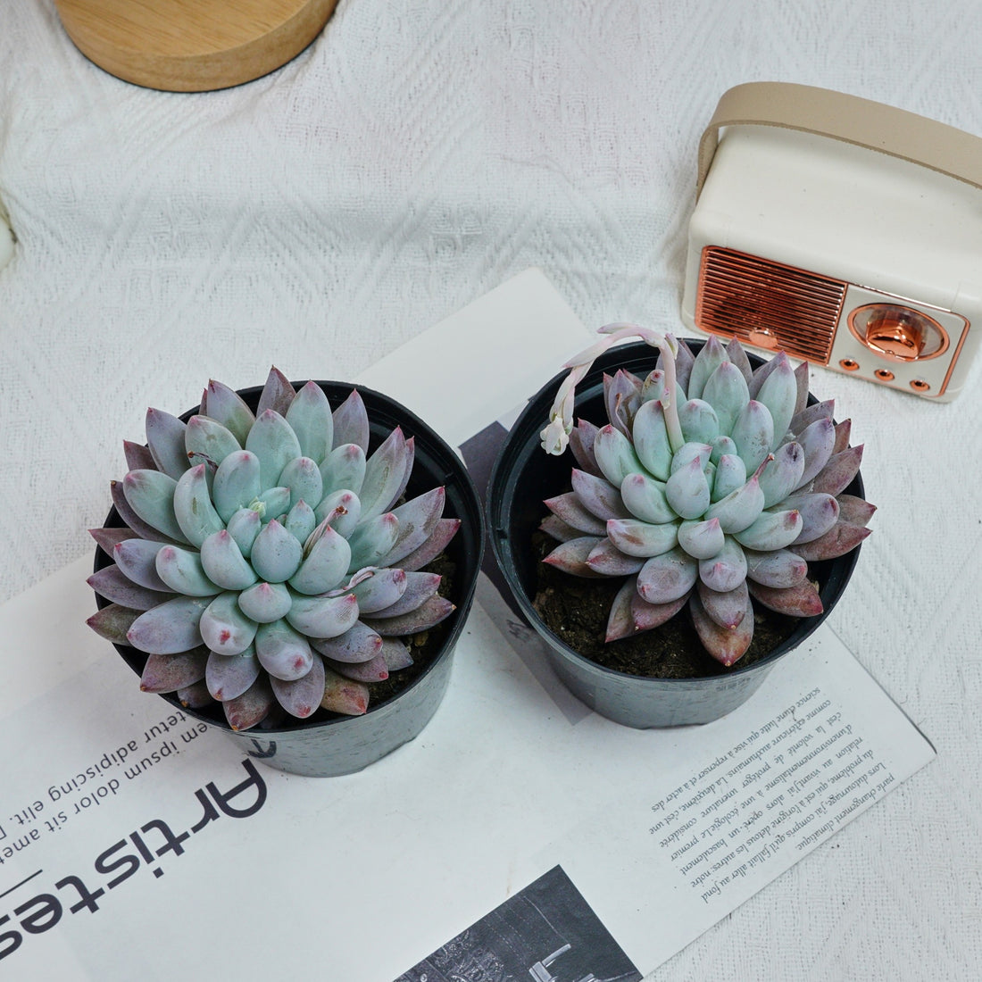 5'' Echeveria Angel Fingers, Rare Live Succulent Plants
