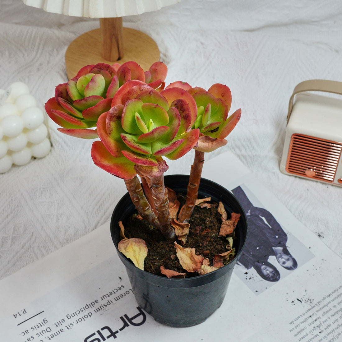 5'' Echeveria Multicalulis Ginmei Tennyo, Rare Live Succulent Plants