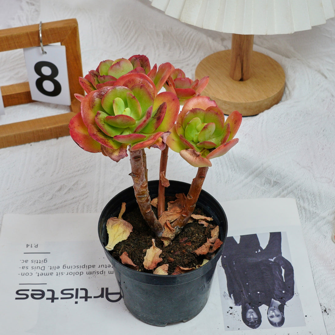 5'' Echeveria Multicalulis Ginmei Tennyo, Rare Live Succulent Plants