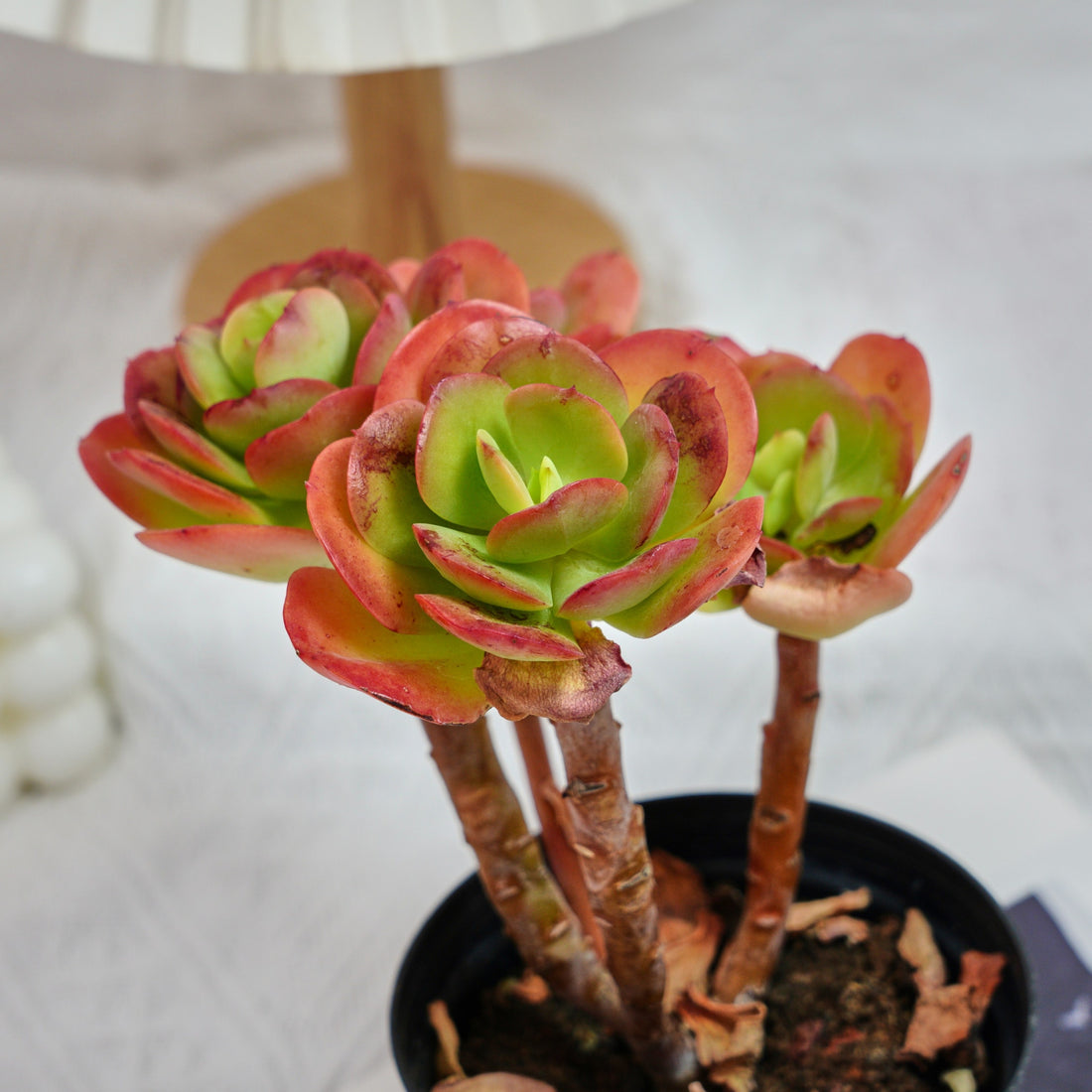 5'' Echeveria Multicalulis Ginmei Tennyo, Rare Live Succulent Plants
