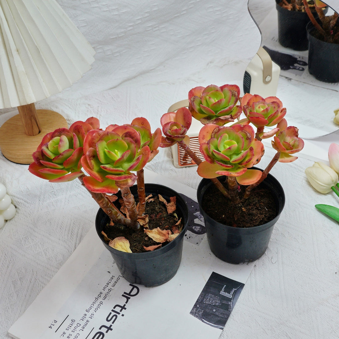 5'' Echeveria Multicalulis Ginmei Tennyo, Rare Live Succulent Plants