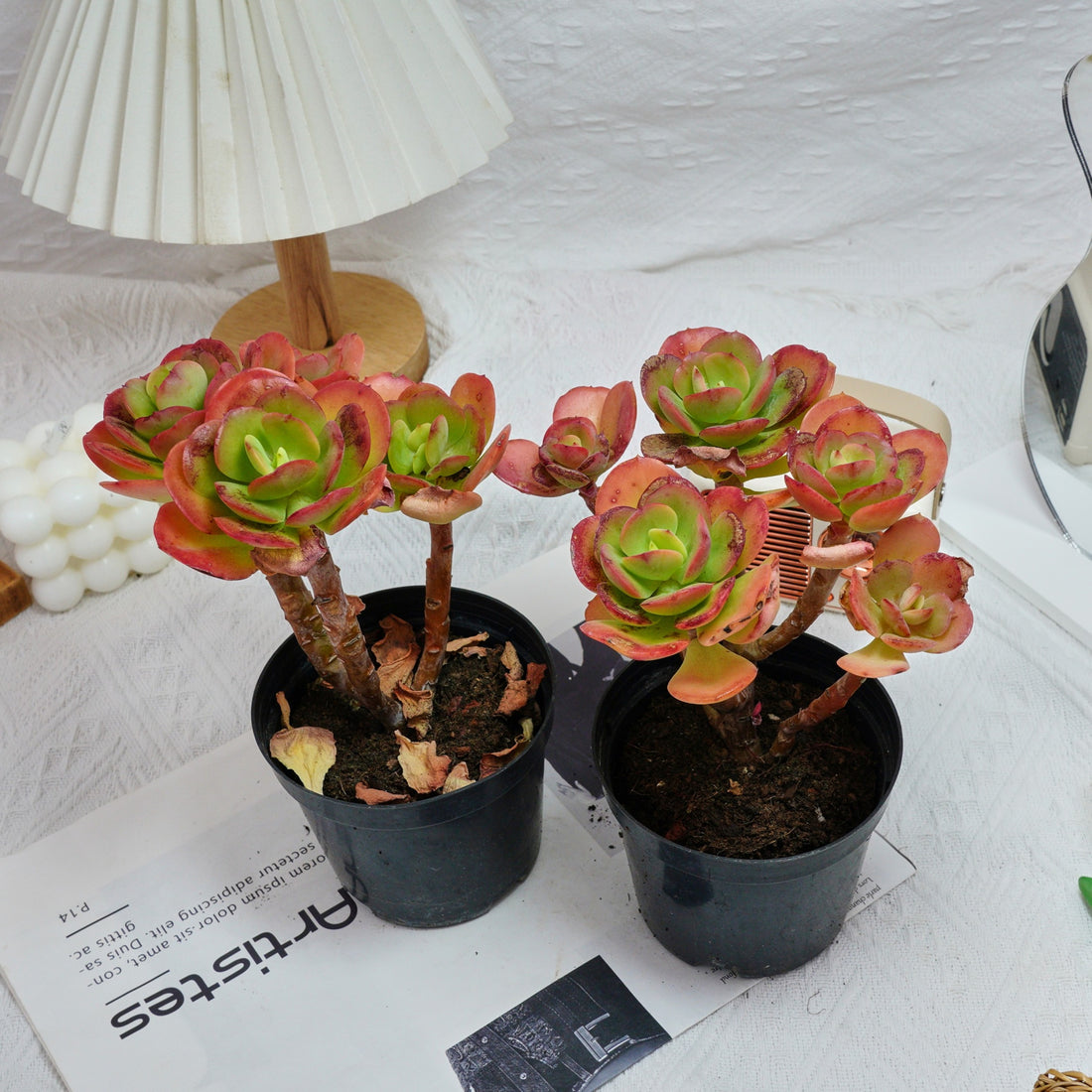 5'' Echeveria Multicalulis Ginmei Tennyo, Rare Live Succulent Plants