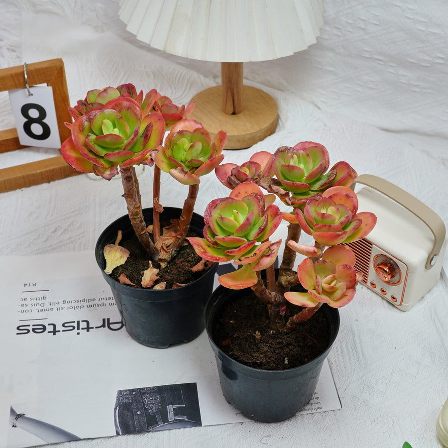 5'' Echeveria Multicalulis Ginmei Tennyo, Rare Live Succulent Plants