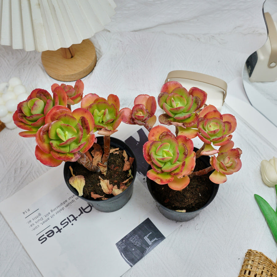 5'' Echeveria Multicalulis Ginmei Tennyo, Rare Live Succulent Plants