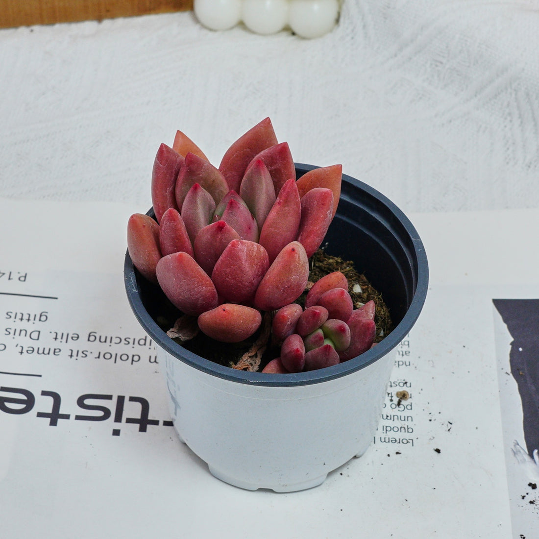 4'' Echeveria Peach Blossom, Rare Live Succulent Plants