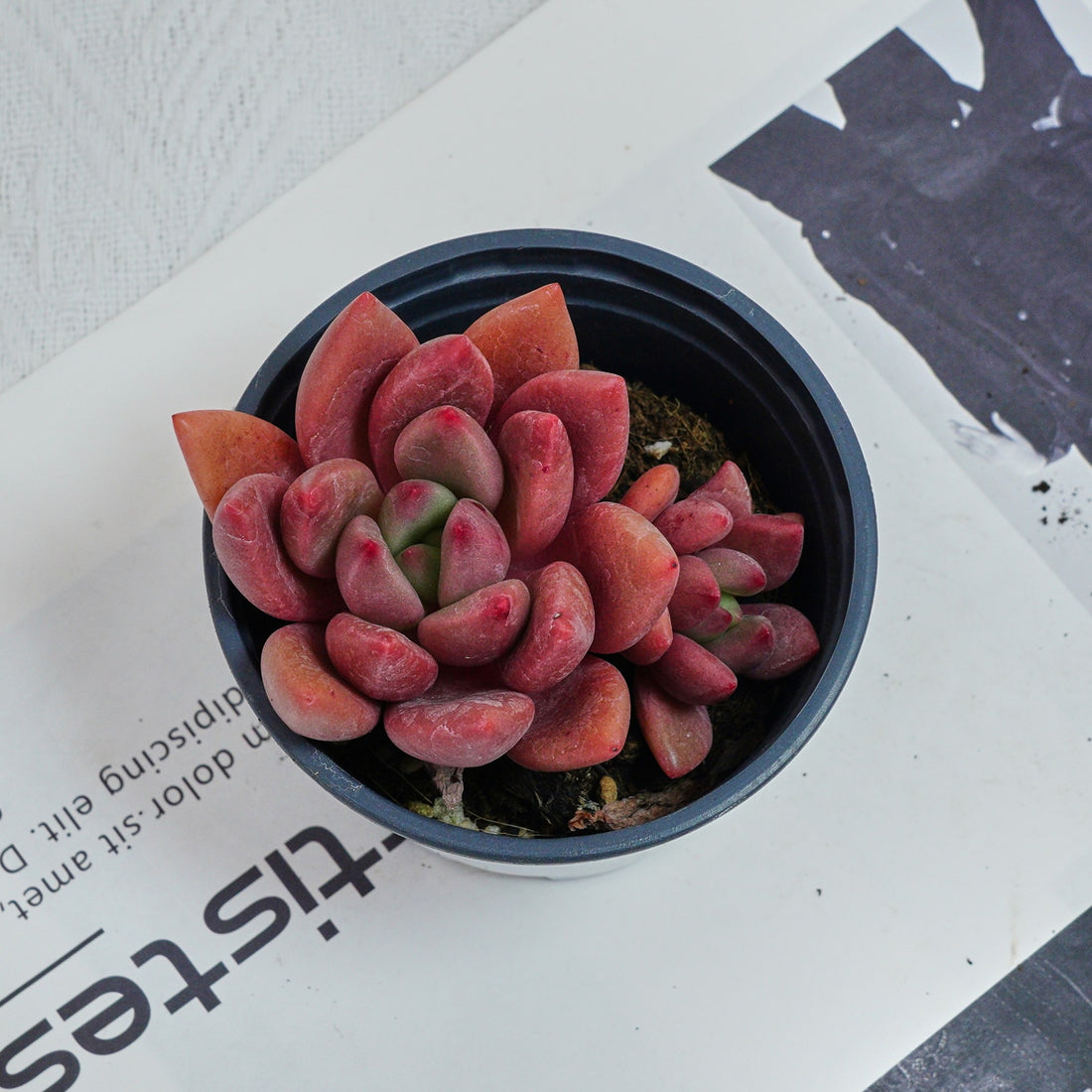 4'' Echeveria Peach Blossom, Rare Live Succulent Plants