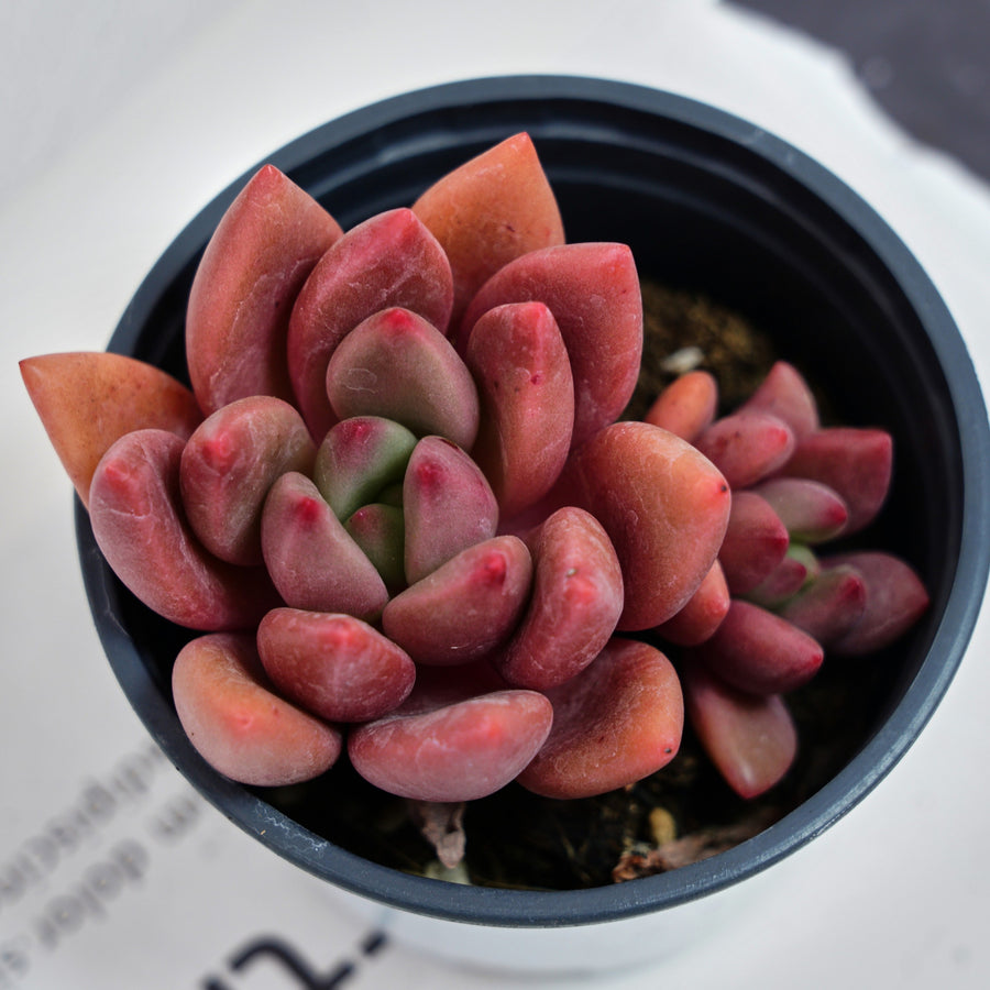 succulent with peach flowers 4'' Echeveria Peach Blossom, Rare Live Succulent Plants – cocosucculent