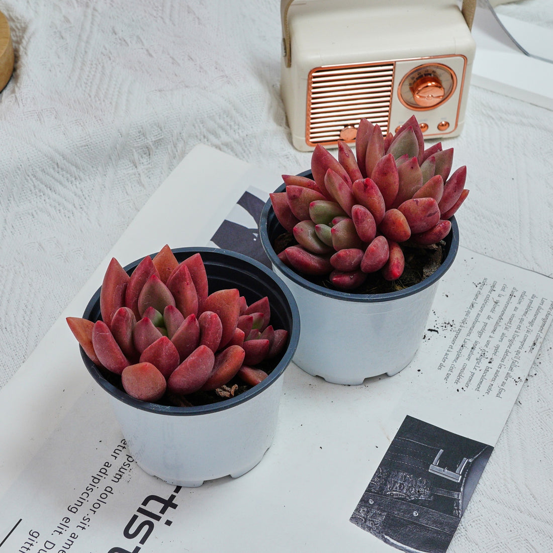 4'' Echeveria Peach Blossom, Rare Live Succulent Plants