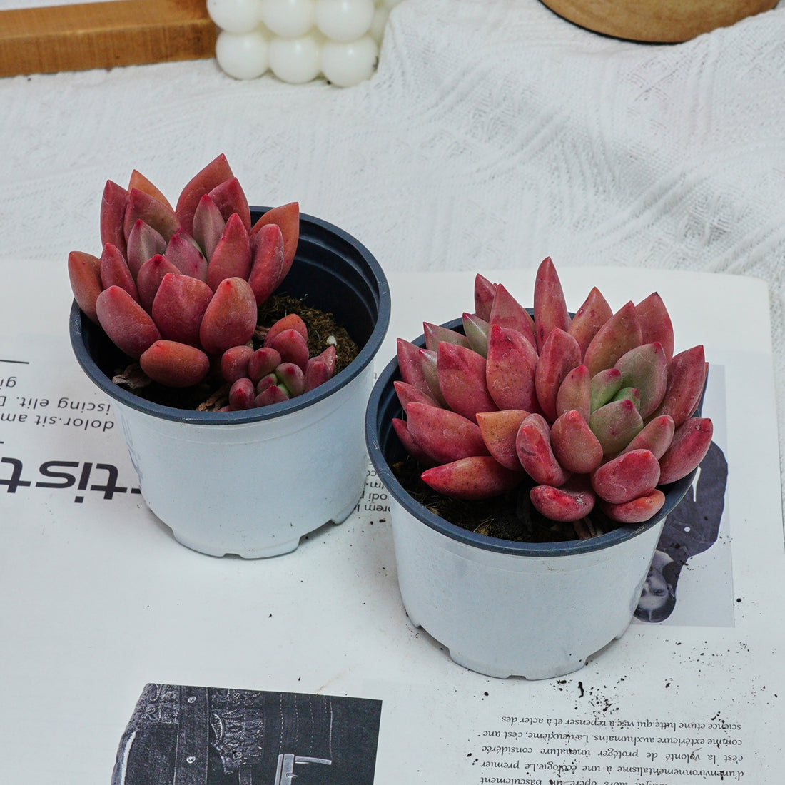 4'' Echeveria Peach Blossom, Rare Live Succulent Plants