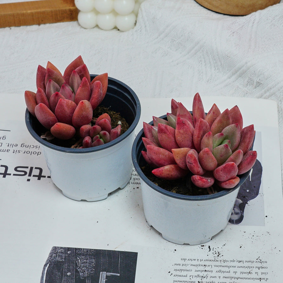 4'' Echeveria Peach Blossom, Rare Live Succulent Plants