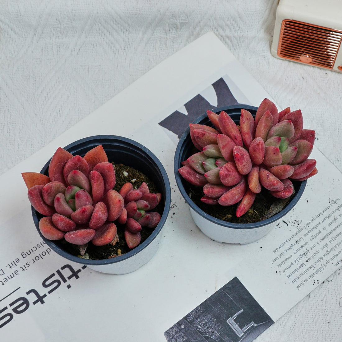 4'' Echeveria Peach Blossom, Rare Live Succulent Plants