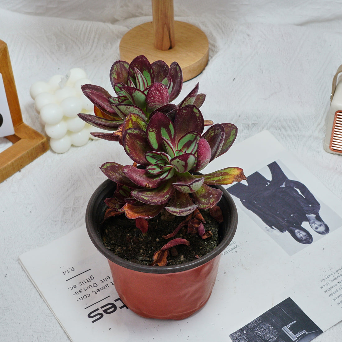 5'' Echeveria Nodulosa Maruba Benitsukasa, Rare Live Succulent Plants