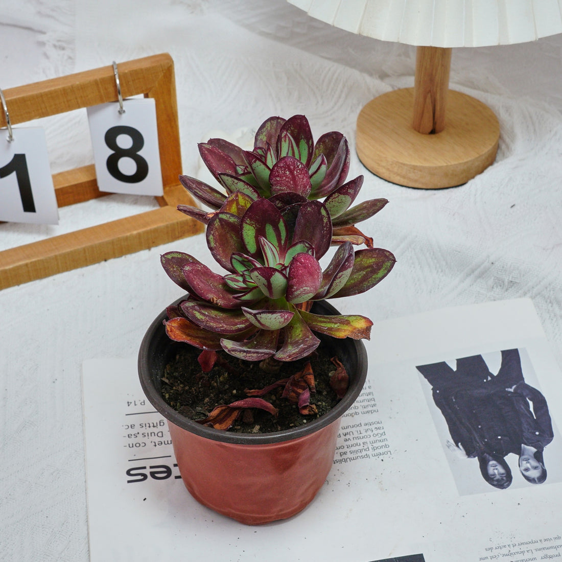 5'' Echeveria Nodulosa Maruba Benitsukasa, Rare Live Succulent Plants