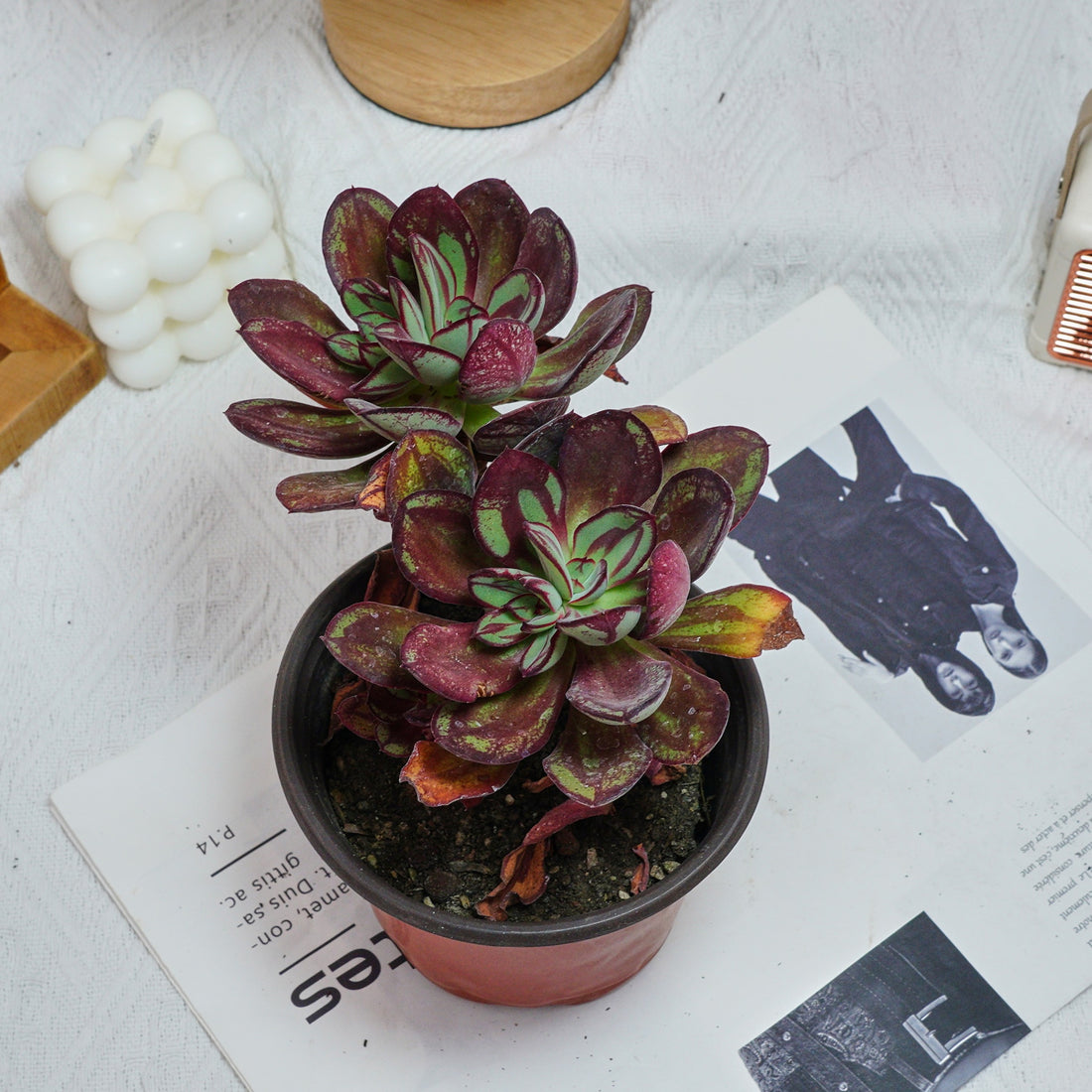5'' Echeveria Nodulosa Maruba Benitsukasa, Rare Live Succulent Plants