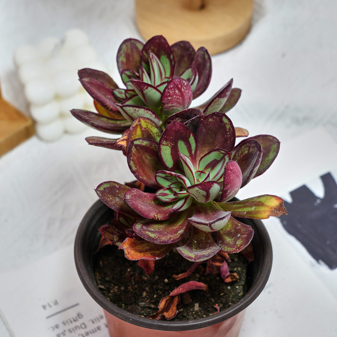 5'' Echeveria Nodulosa Maruba Benitsukasa, Rare Live Succulent Plants