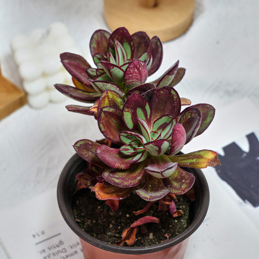 5'' Echeveria Nodulosa Maruba Benitsukasa, Rare Live Succulent Plants