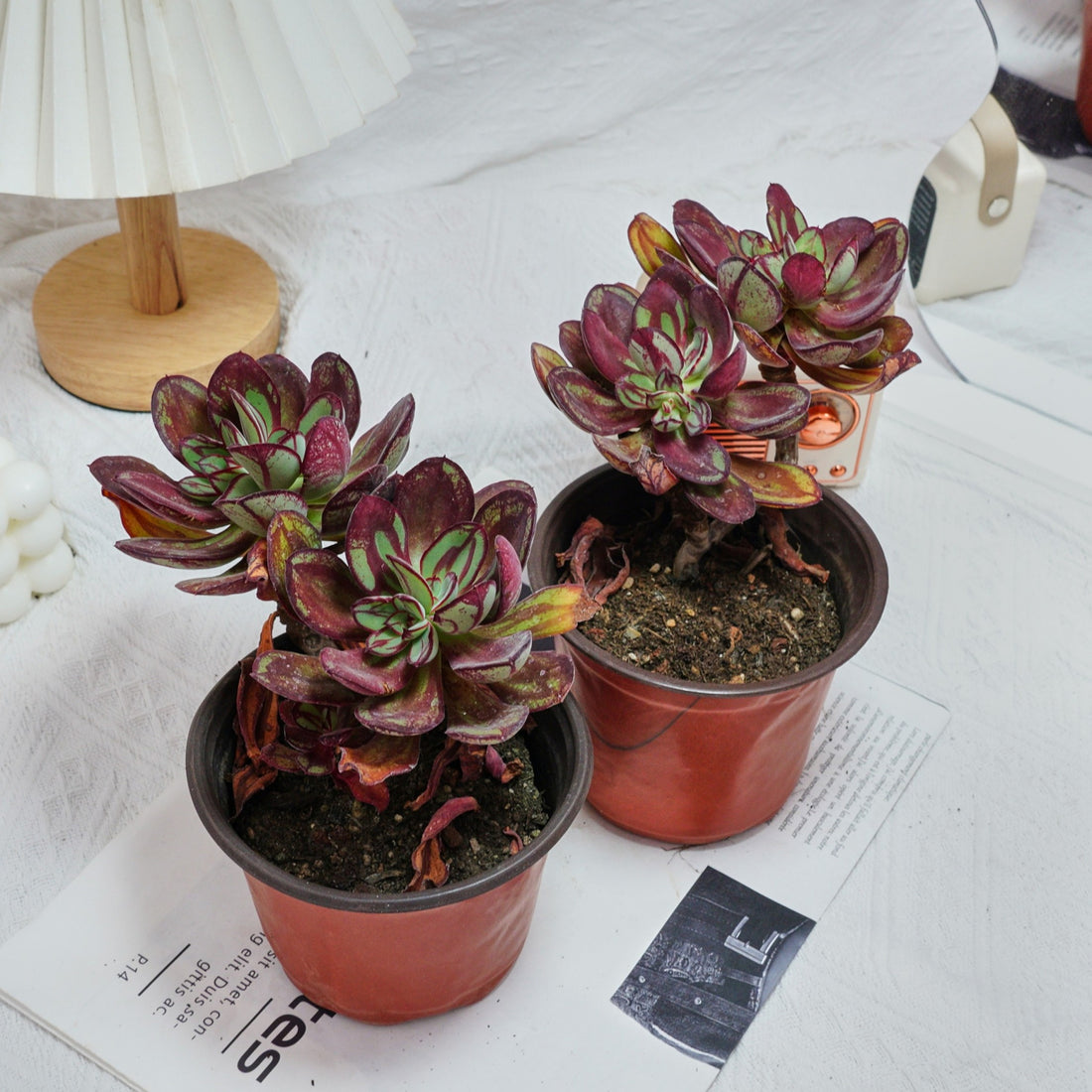 5'' Echeveria Nodulosa Maruba Benitsukasa, Rare Live Succulent Plants