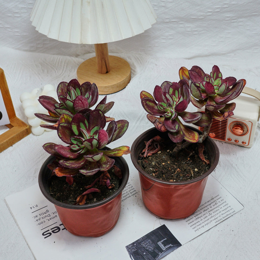 5'' Echeveria Nodulosa Maruba Benitsukasa, Rare Live Succulent Plants