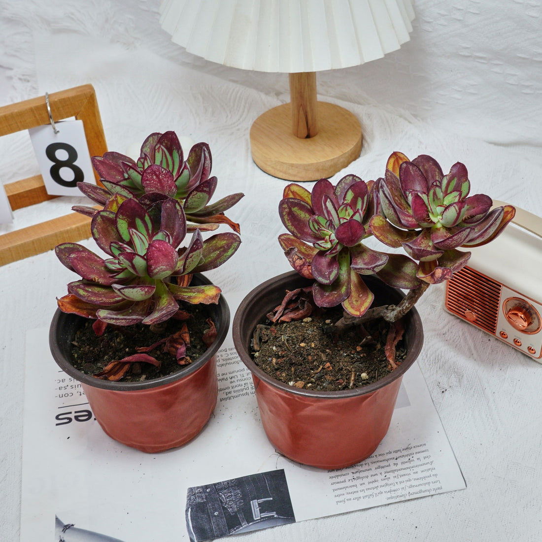5'' Echeveria Nodulosa Maruba Benitsukasa, Rare Live Succulent Plants