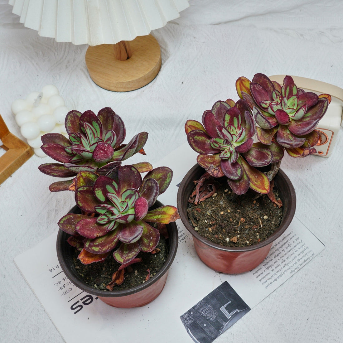 5'' Echeveria Nodulosa Maruba Benitsukasa, Rare Live Succulent Plants